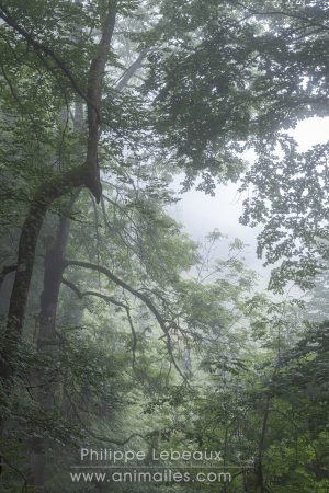 Randonnée dans une hêtraie, avec des arbres aux formes étranges