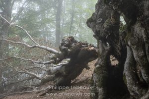 Randonnée dans une hêtraie, avec des arbres aux formes étranges