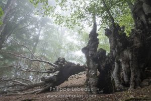 Randonnée dans une hêtraie, avec des arbres aux formes étranges