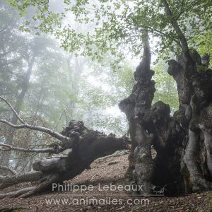 Into the forest