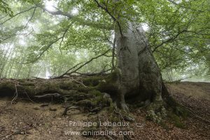 Randonnée dans une hêtraie, avec des arbres aux formes étranges