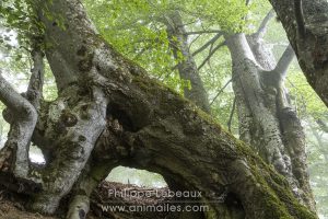 Randonnée dans une hêtraie, avec des arbres aux formes étranges
