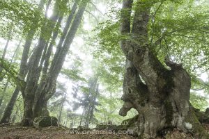 Randonnée dans une hêtraie, avec des arbres aux formes étranges