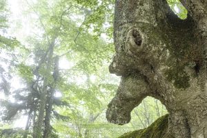 Randonnée dans une hêtraie, avec des arbres aux formes étranges
