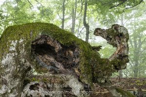 Randonnée dans une hêtraie, avec des arbres aux formes étranges