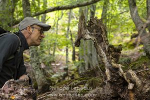 Randonnée dans une hêtraie, avec des arbres aux formes étranges