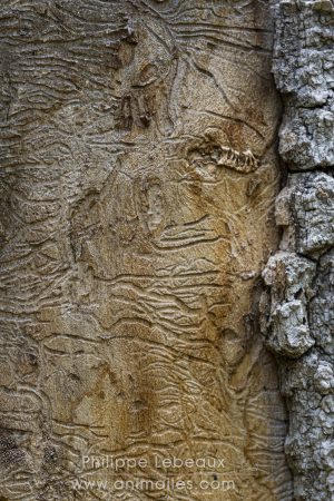 Traces d'activité d'un Scolyte - Scolytus sp. sur un tronc d'arbre