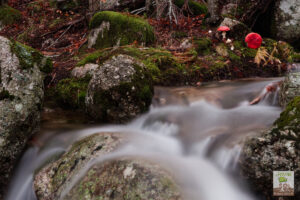Amanite tue-mouches au bord d'un ruisseau