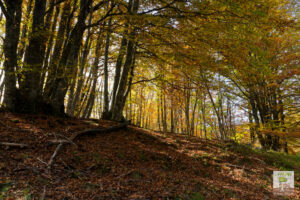 Paysage automnal dans une hêtraie