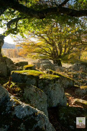 Paysage avec hêtres et rochers