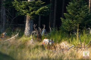 Cerf