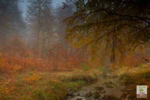 Hêtraie en automne