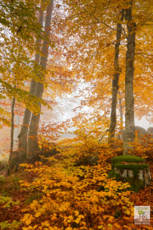 Hêtraie en automne