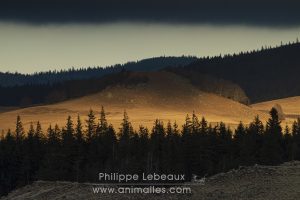 Soleil couchant sur la plaine du Lingas- Parc National des Cévennes