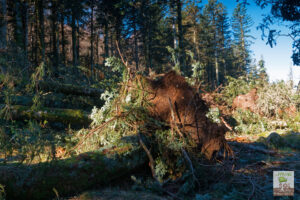 Douglas déracinés après la tempête de 2012