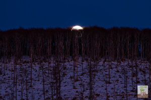 Lune derrière une forêt