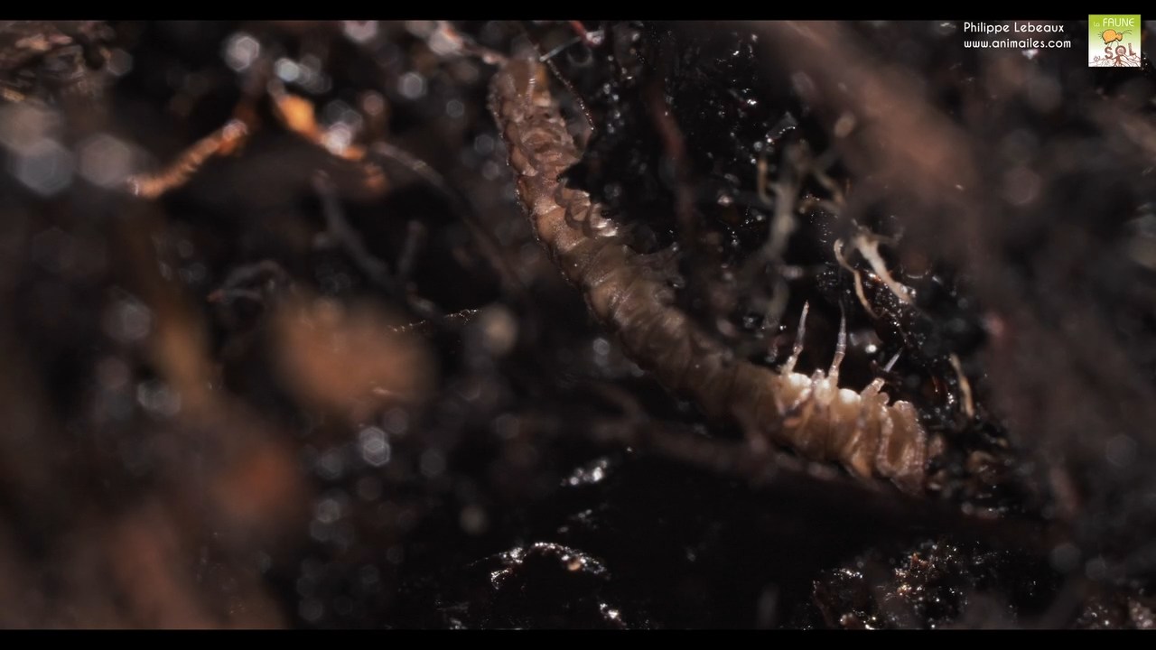 Polydesmus angustus, Polydesme commun de la litière du sol