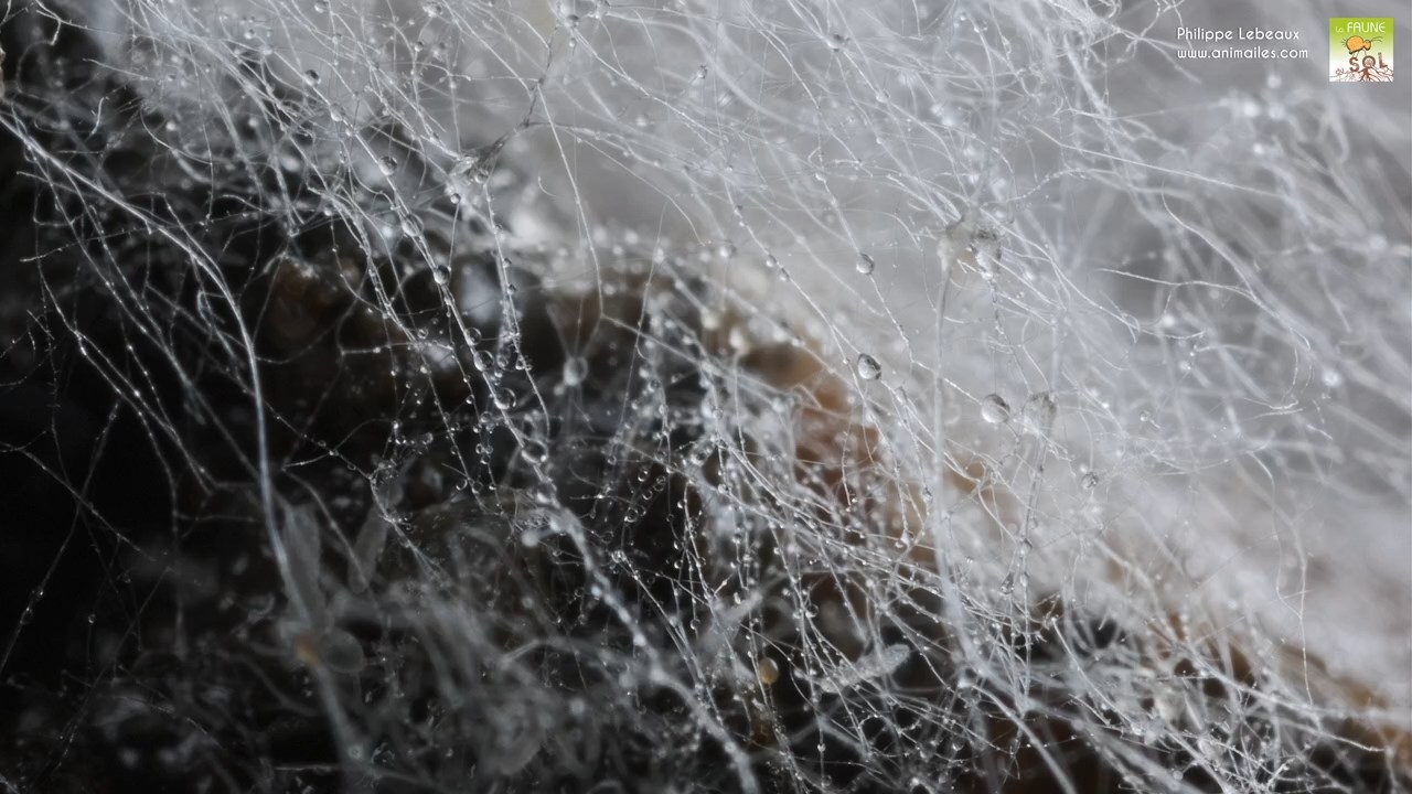Mycéliums avec collemboles Folsomia