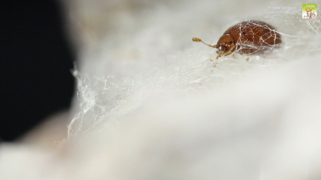 Coléoptère pris au piège dans une toile d'araignée