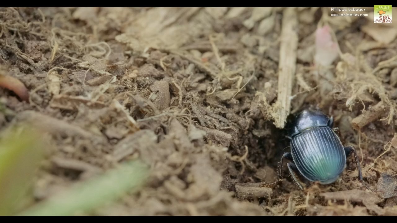 Carabe qui s'enfonce dans la litière du sol