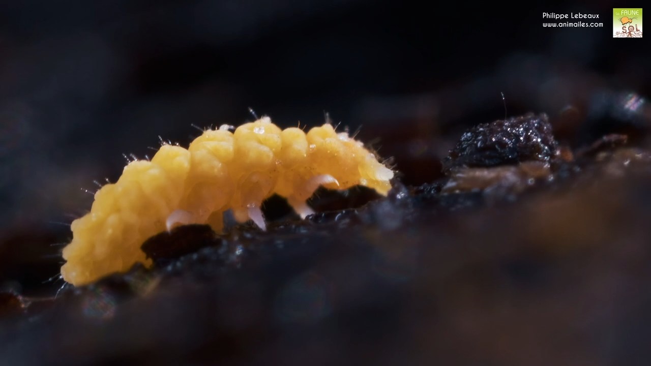 Bilobella aurantiaca