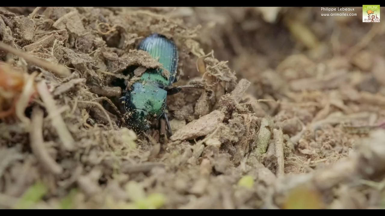 Carabe qui s'enfonce dans la litière du sol