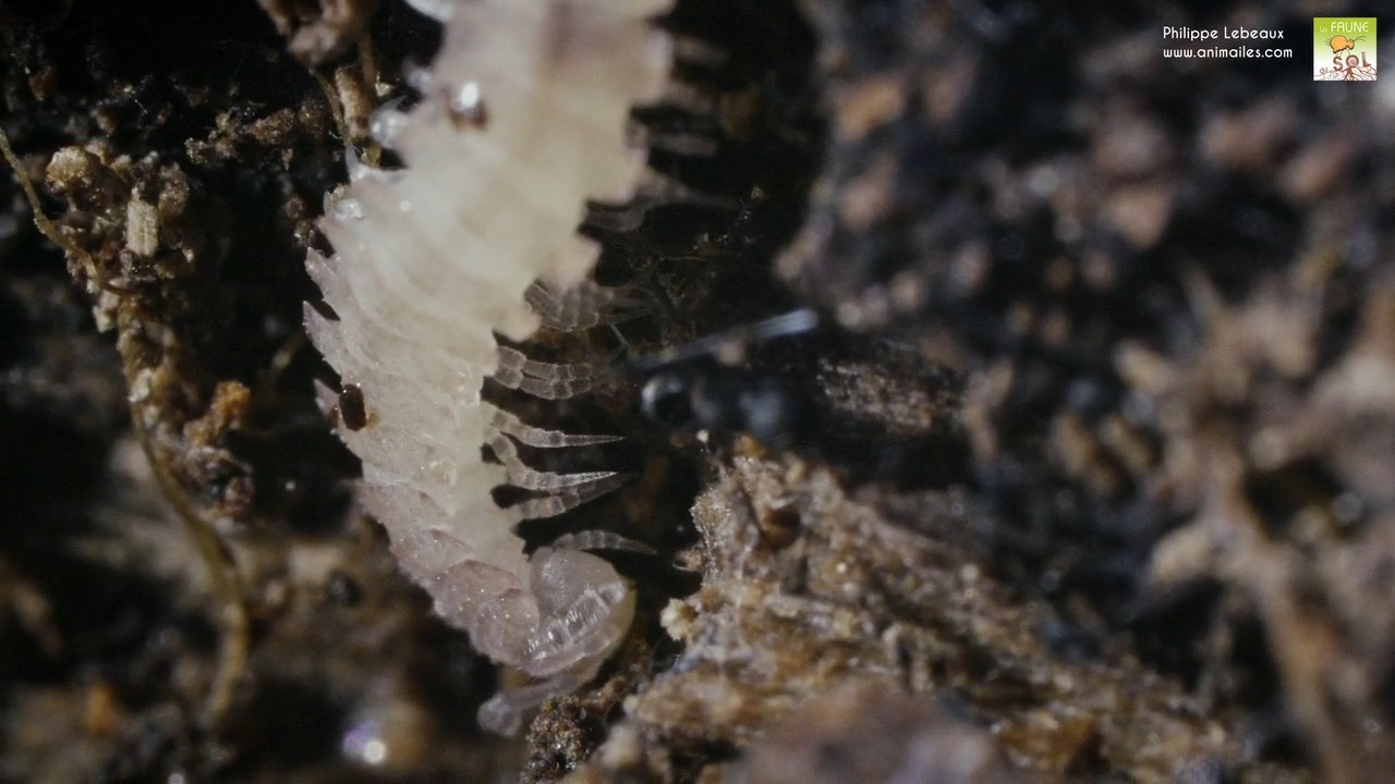 Polydesmus angustus cherchant de la nourriture