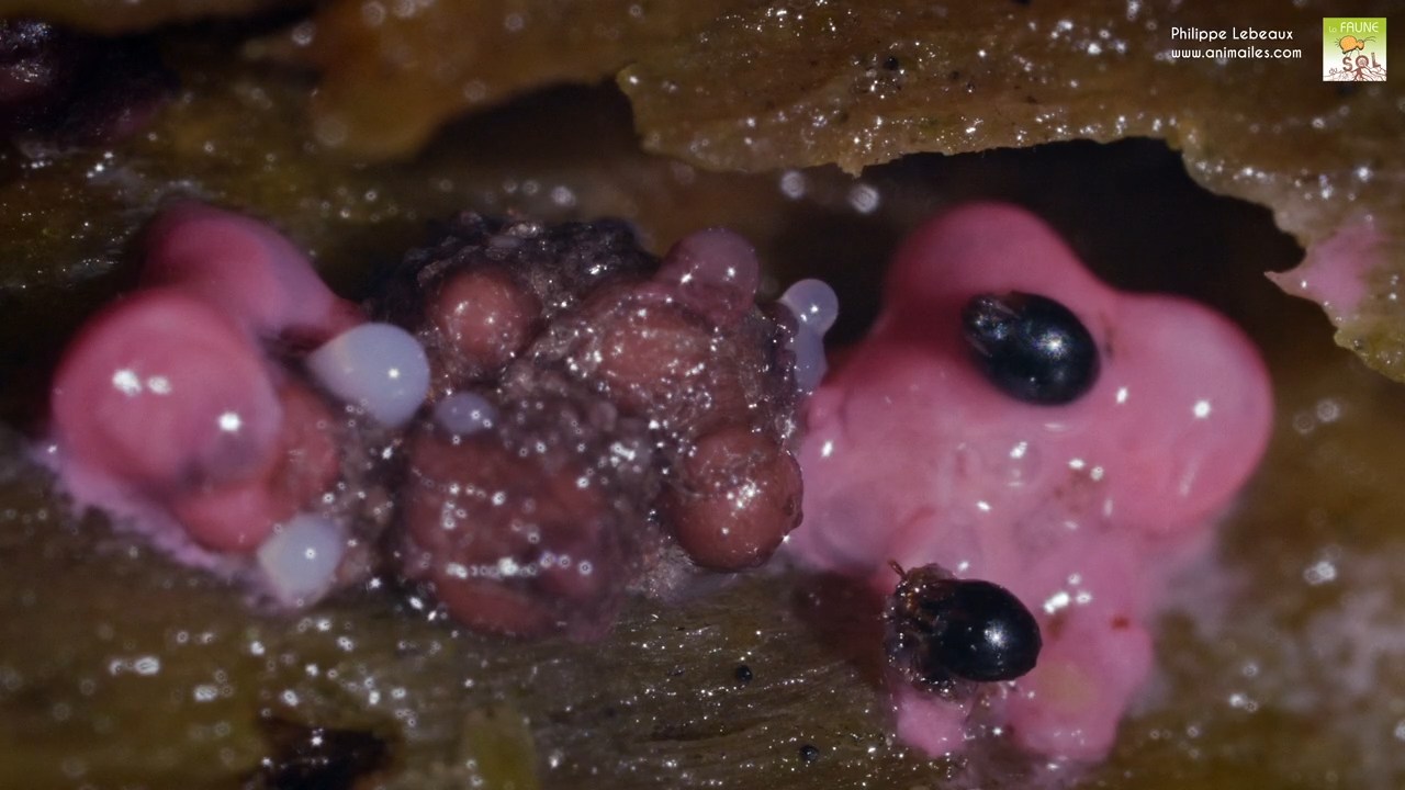 Acariens oribates englués dans un blob