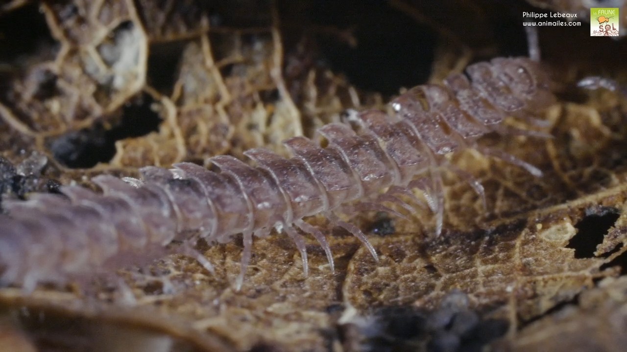 Polydesmus angustus se cachant sous une feuille