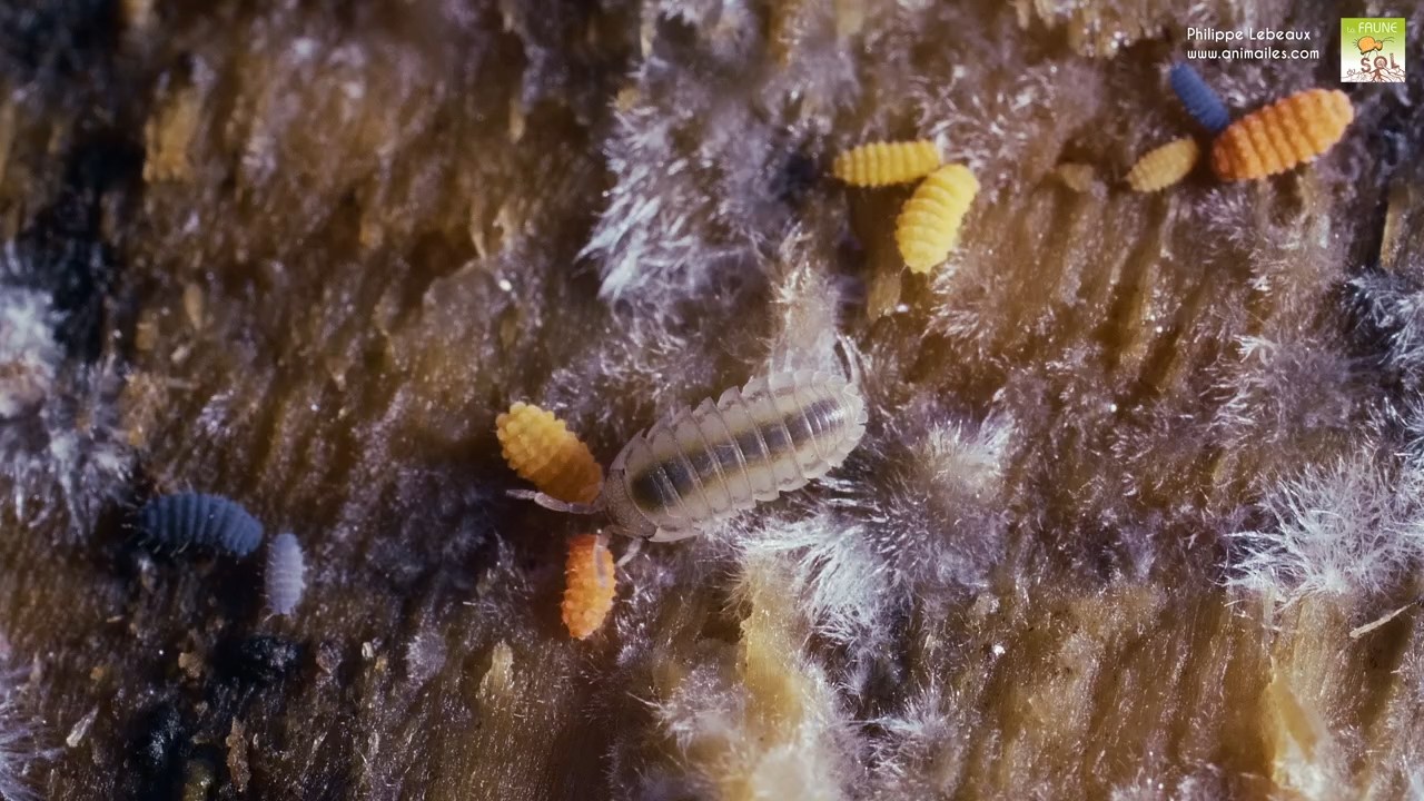 Bilobella aurantiaca, Bilobella braunerae, Neanura muscorum et cloporte