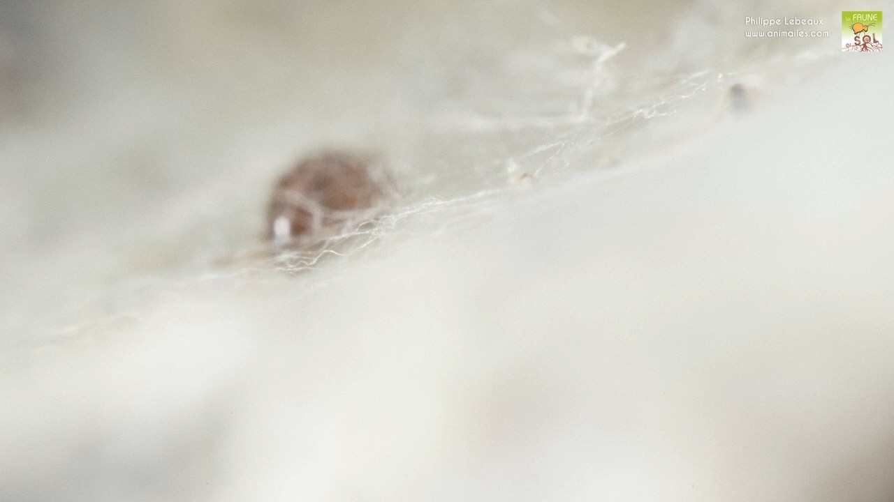 Coléoptère pris au piège dans une toile d'araignée
