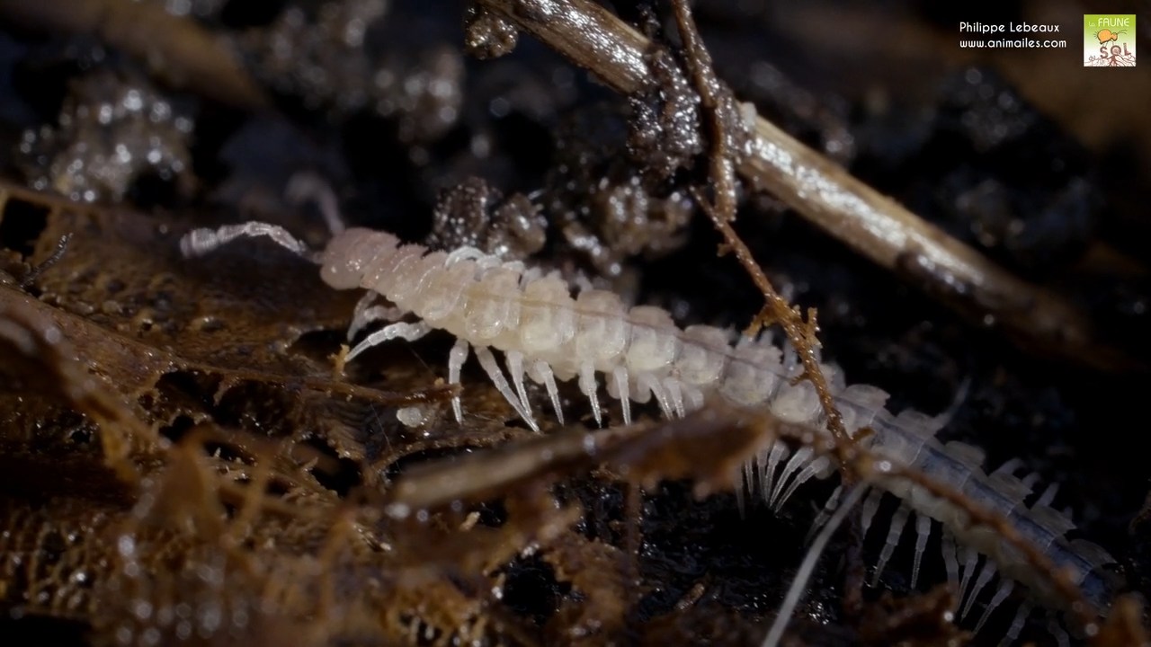 Polydesmus angustus