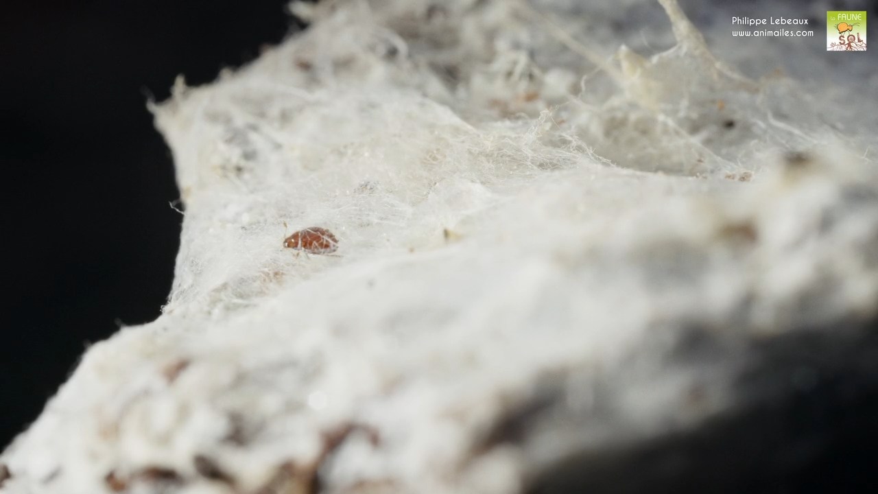 Coléoptère pris au piège dans une toile d'araignée