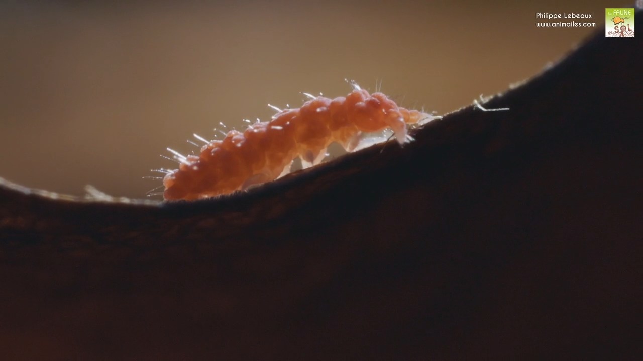 Bilobella braunerae sur feuille morte