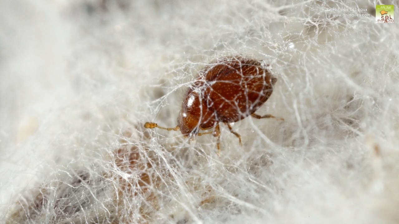 Coléoptère pris au piège dans une toile d'araignée