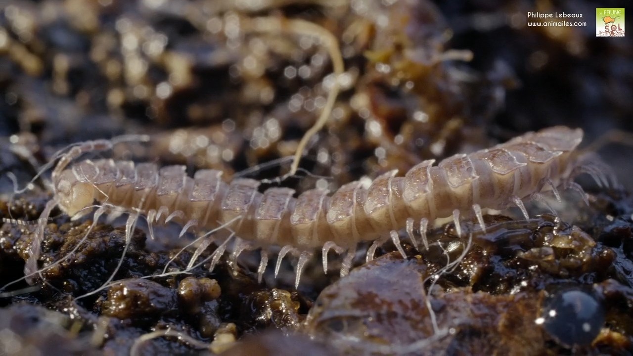 Polydesmus angustus