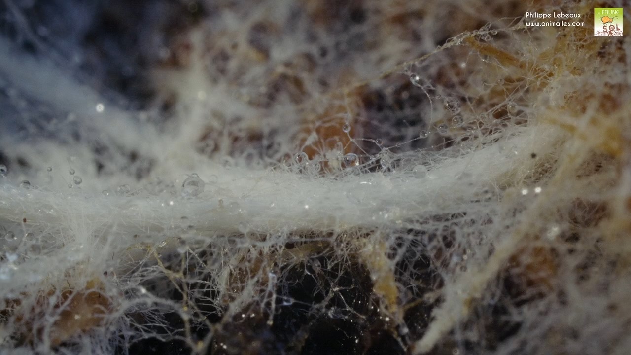 Mycéliums avec acarien