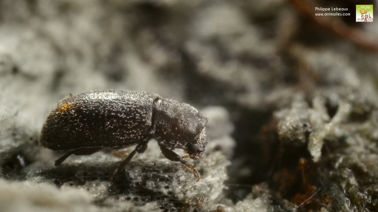 Petit coléoptère dans litière du sol