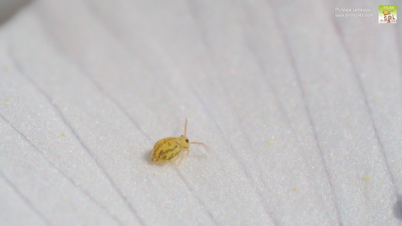 Fasciosminthurus dictyostigmatus