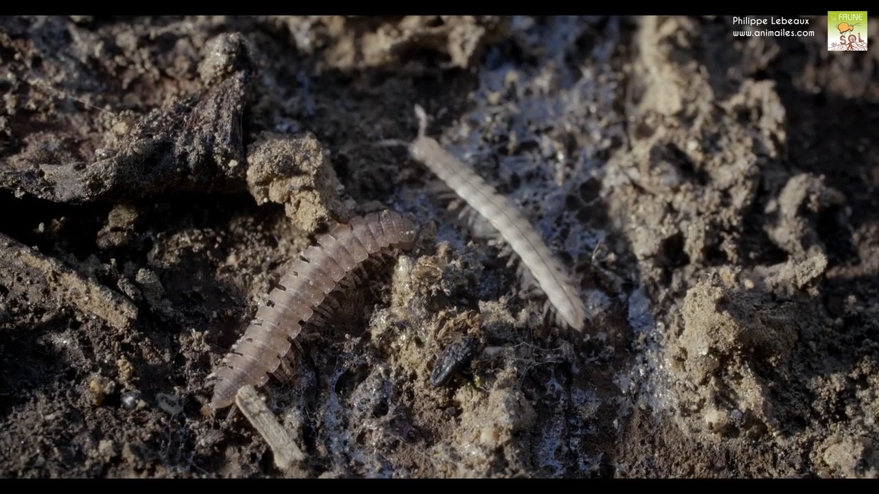 Polydesmus angustus