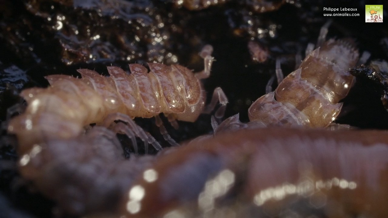 Focus sur Polydesmus angustus