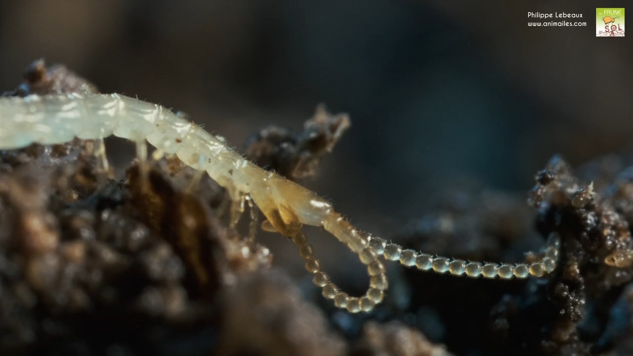 Focus sur la tête d'une Lithobius sp. juvénile