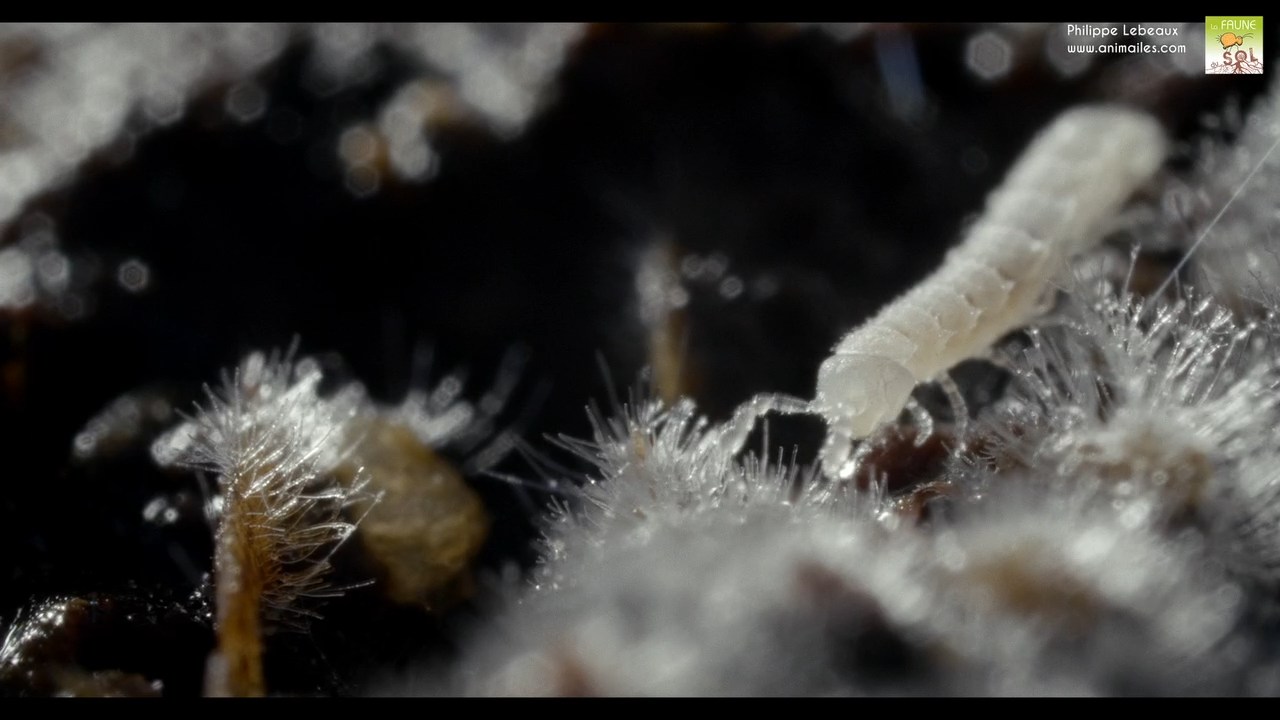 Polydesmus angustus immature