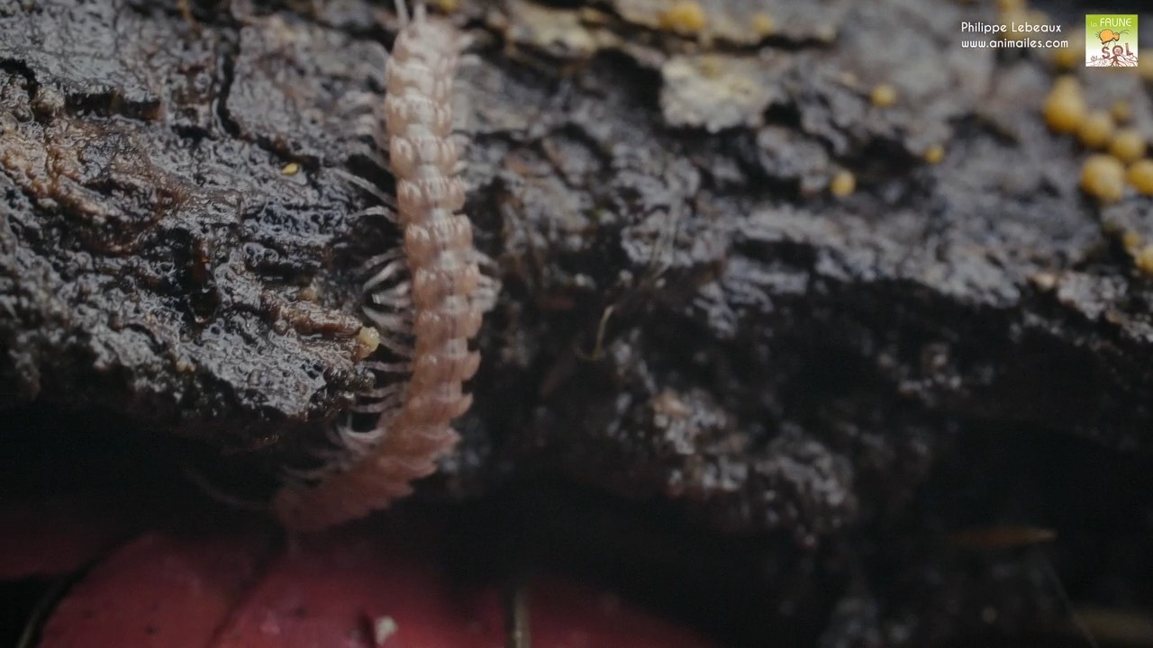 Polydesmus angustus qui se cache