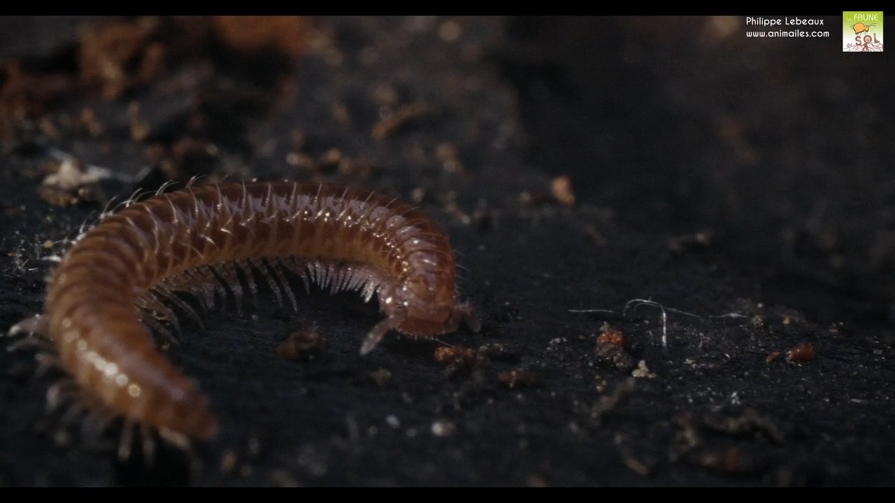 Géophile sp.