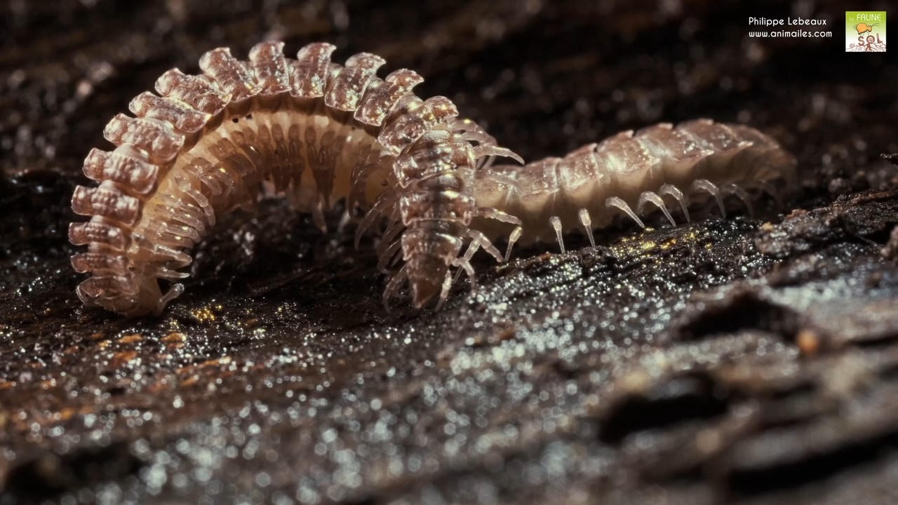 Parade d'accouplement Polydesmus angustus