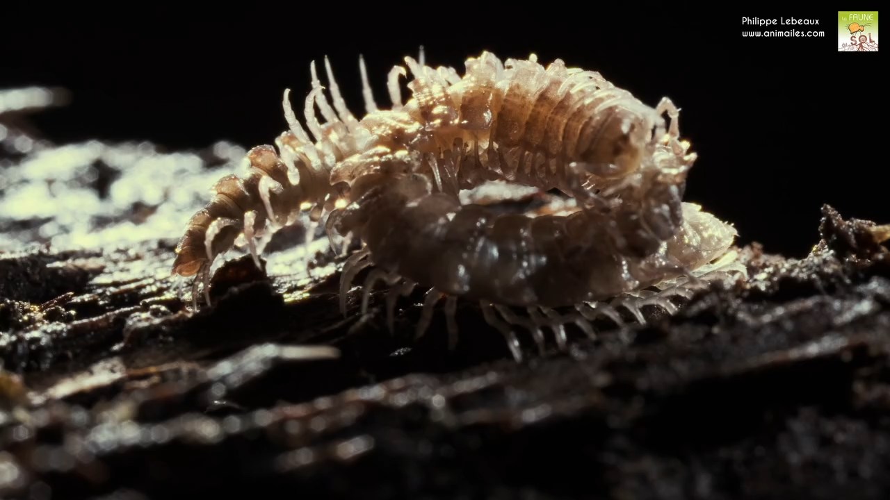 Parade d'accouplement Polydesmus angustus
