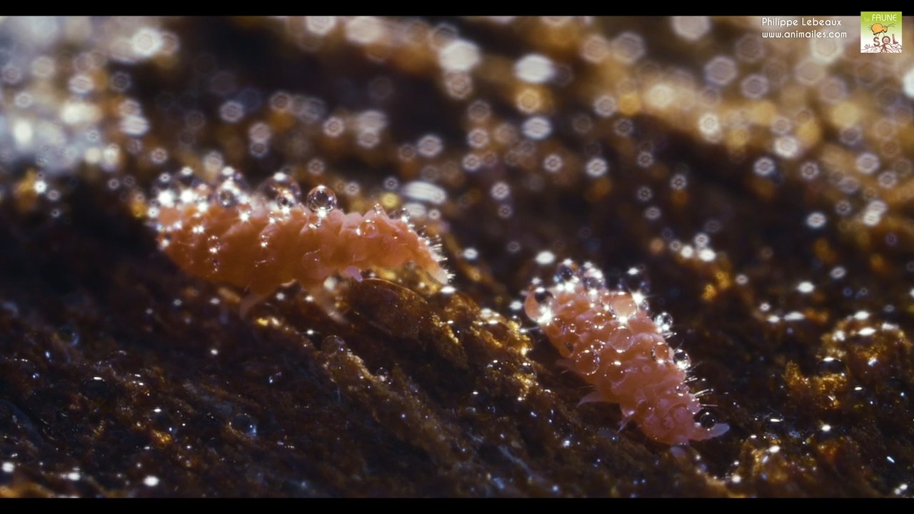 Bilobella braunerae recouvert de gouttelettes d'eau