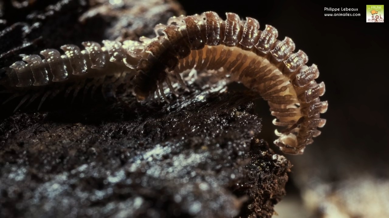 Parade d'accouplement Polydesmus angustus