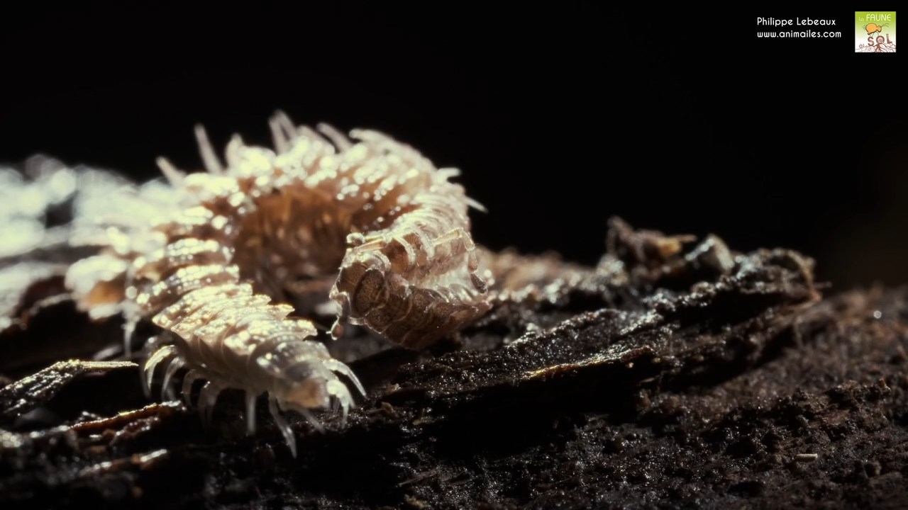 Parade d'accouplement Polydesmus angustus